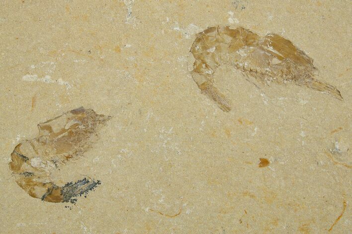 Two Cretaceous Fossil Shrimp - Lebanon #308514